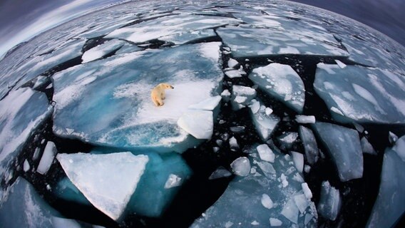 Ein Eisbär auf einer Eisscholle umgeben von weiteren Eisschollen. © dpa picture alliance 