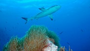 Ein Hai schwimmt über einer Koralle (Palau) © picture alliance Foto: Pacific Stock Jody Watt