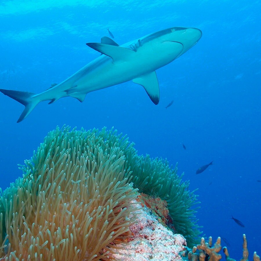 Ein Hai schwimmt über einer Koralle (Palau) © picture alliance Foto: Pacific Stock Jody Watt