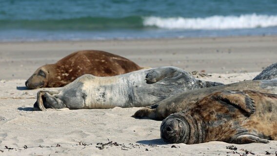 Kegelrobben auf Helgoland © NDR Info Foto: Janine Artist