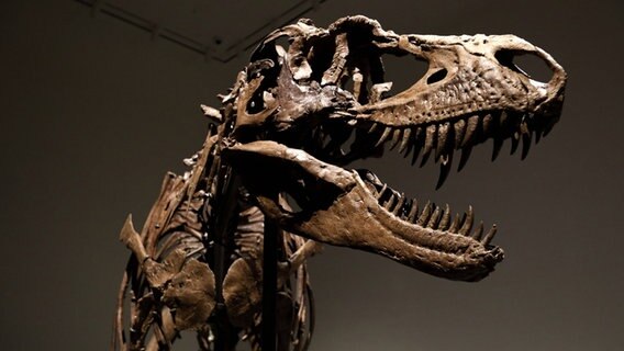 Das Skelett eines Dinosauriers © IMAGO / UPI Photo 