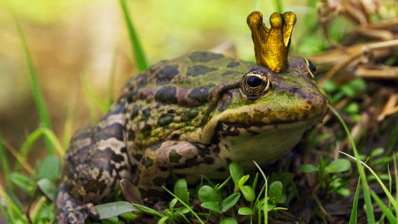 Frosch mit einer Krone auf dem Kopf. © COLOURBOX Foto: Vladyslav