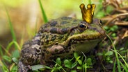 Frosch mit einer Krone auf dem Kopf. © COLOURBOX Foto: Vladyslav