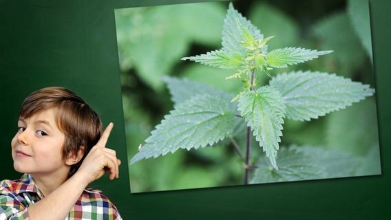 Ein Junge mit gehobenem Zeigefinger steht vor einer Tafel, an der ein Foto haftet: Brennnesseln © Fotolia.com Foto: Junge vor Tafel: photophonie, Foto: istext