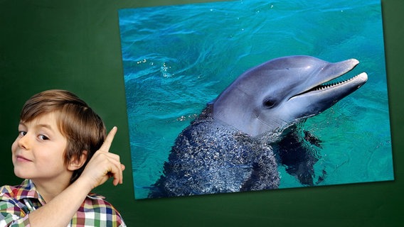 Ein Junge mit gehobenem Zeigefinger steht vor einer Tafel, an der ein Foto haftet: Delphin © Fotolia.com, picture-alliance / OKAPIA KG Foto: Junge vor Tafel: photophonie, Foto: J-L Klein & M-L Hubert/OKAPIA