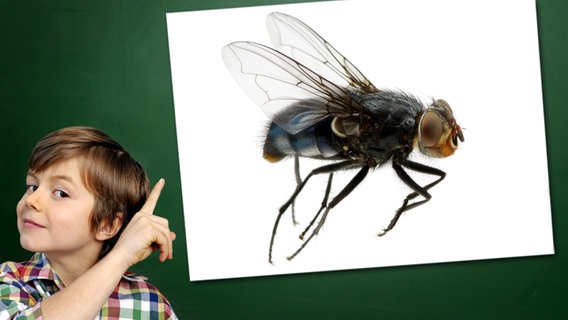 Ein Junge mit gehobenem Zeigefinger steht vor einer Tafel, an der ein Foto haftet: Fliege © Fotolia.com Foto: Junge vor Tafel: photophonie, Foto: Alekss