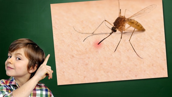 Ein Junge mit gehobenem Zeigefinger steht vor einer Tafel, an der ein Foto haftet: Mückenstich © Fotolia.com Foto: Junge vor Tafel: photophonie, Foto: Peter Heimpel