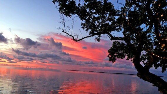 Sonnenuntergang und Baum im Abendrot in den Florida Keys. © NDR/ Mareike Aden 