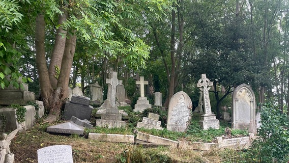 Gräber und Bäume auf dem Highgate Cemetery (Friedhof) in London © NDR Foto: Anouk Schollähn