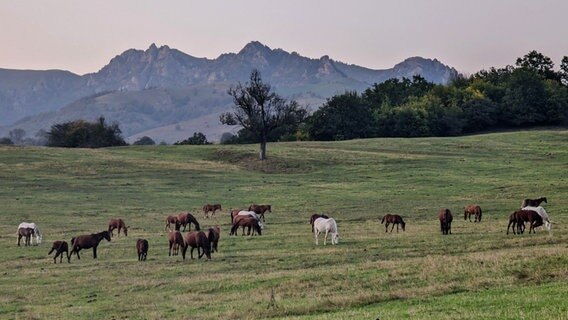 Pferde weiden auf grünen Wiesen, dahinter eine Berglandschaft © NDR Foto: Tatjana Montik