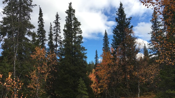 Im Herbst wechselt der Wald mit all seinen Bäumen in Lappland die Farben. © NDR Foto: Petra Martin