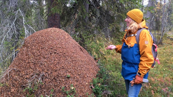 Eine Frau mit Regenkleidung und Mütze steht vor einem riesigen Ameisenhügel in Lappland © NDR Foto: Petra Martin