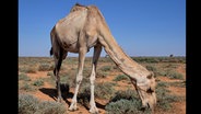 Ein Kamel futtert Gras in der Steppe von Somaliland © NDR / Florian Guckelsberger Foto: Florian Guckelsberger
