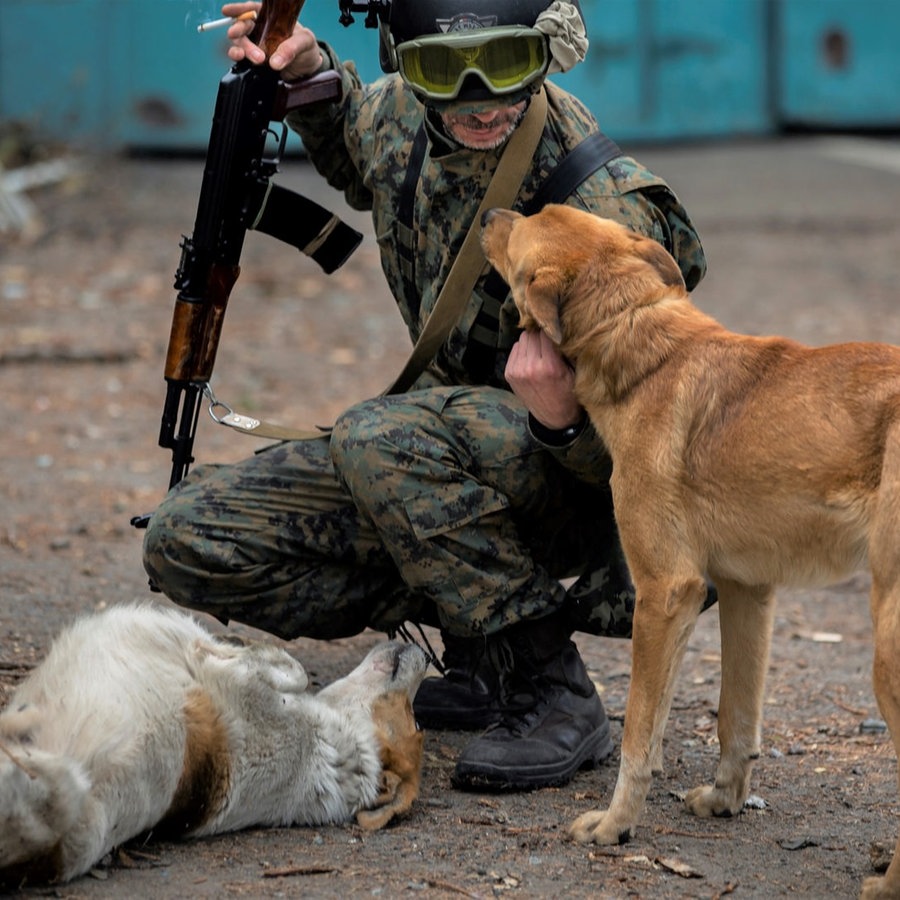 Ein ukrainischer Soldat streichelt zwei streundende Hunde © picture alliance/dpa/ZUMA Press Wire | Daniel Carde Foto:  Daniel Carde