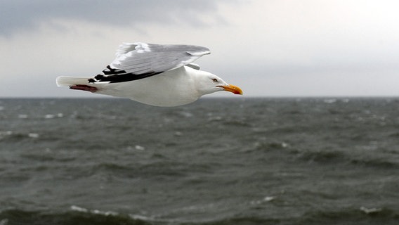 Eine Sibermöwe fliegt über die Nordsee bei Helgoland © dpa Foto: Ingo Wagner