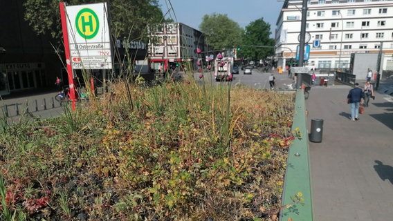 Das begrünte Dach einer Bushaltestelle an der Osterstraße in Hamburg, das Wildbienen anlocken soll. © Julia-Marie Battermann / Deutsche Wildtier Stiftung 