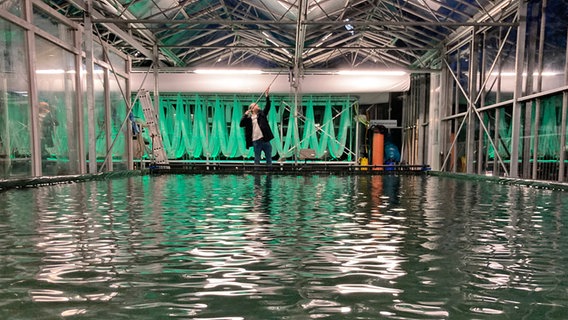 Bei der Firma Windcloud gibt es ein Wasserbecken für die Algenzucht. © NDR Foto: Isabel Lerch