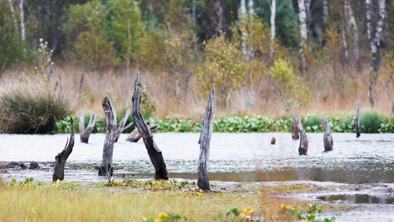 Das Naturschutzgebiet Wittmoor nahe Hamburg in Schleswig-Holstein. Abgestorbene Bäume ragen aus dem Wasser. © NDR Foto Foto: Alexander C. Mühlhausen