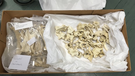 Knochenteile eines Wolfes verpackt in einem Karton. Knochenteile eines Wolfes verpackt in einem Karton. © NDR Foto: Marc Hoffman