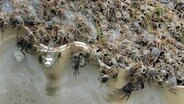 Chinesische Wollhandkrabben (Eriocheir sinensis) überqueren ein Hindernis an einer Fischtreppe der Elbe in Geesthacht. Die Chinesische Wollhandkrabbe wurde vor etwa 100 Jahren über den Schiffsverkehr in Deutschland eingeschleppt. © picture alliance/dpa | Frank Bründel 