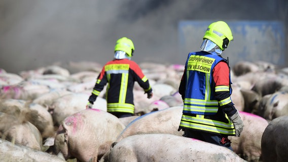 In einem großen Schweinezuchtbetrieb in Alt Tellin (Kreis Vorpommern-Greifswald) ist ein Feuer ausgebrochen. © dpa-Bildfunk Foto: Stefan Sauer