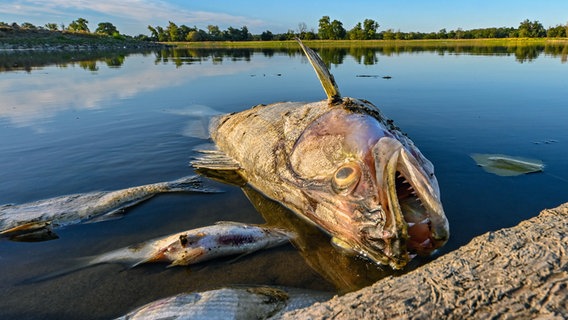 Unzählige tote Fische treiben nahe dem brandenburgischen Genschmar im flachen Wasser des deutsch-polnischen Grenzflusses Oder. © Patrick Pleul/dpa +++ dpa-Bildfunk +++ Foto: Patrick Pleul/dpa +++ dpa-Bildfunk +++