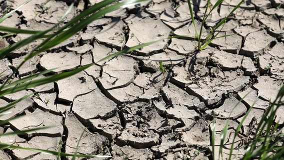 Sildemow: Auf dem Teilstück eines Ackers haben sich Risse gebildet. © dpa-Bildfunk Foto: Bernd Wüstneck