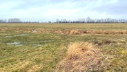 Eine wiedervernässte Moorfläche in der Nähe von Bargischow © NDR Info Foto: Nicole Ahles