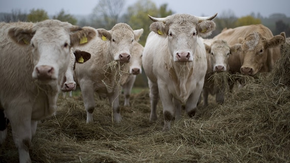 Rinder der Rasse "Uckermärker" beim Fressen auf der Weide © IMAGO / Christian Thiel Foto: IMAGO / Christian Thiel