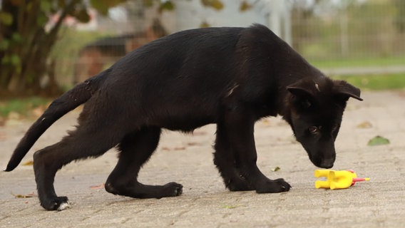 Ein schwarzer Schäferhund-Welpe schnuppert an einem gelben Spielzeug. © Deutscher Tierschutzbund 