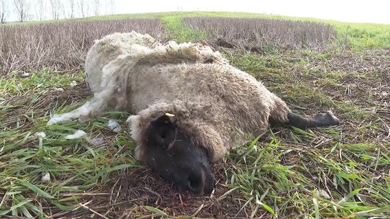 Ein getötetes Schaf liegt auf einer Weide. © Stefan Tretropp Foto: Stefan Tretropp