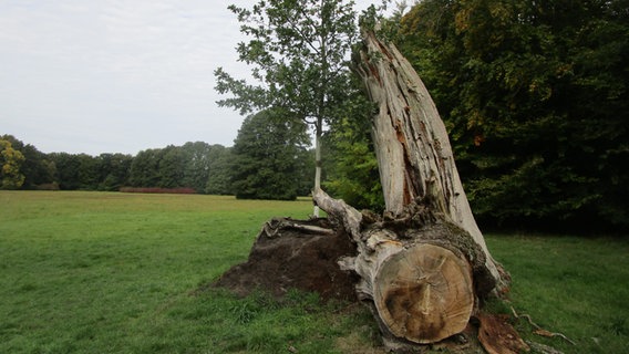 Ein vermodernder Baum liegt am Rande einer Wiese im Schlosspark Ludwigslust. © NDR Foto: Axel Seitz