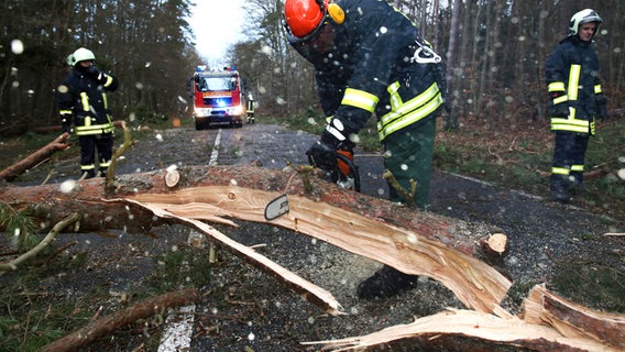 Feuerwehrmann zersägt großen Baumstamm auf einer Landstraße. © dpa Foto: Bernd Wüstneck