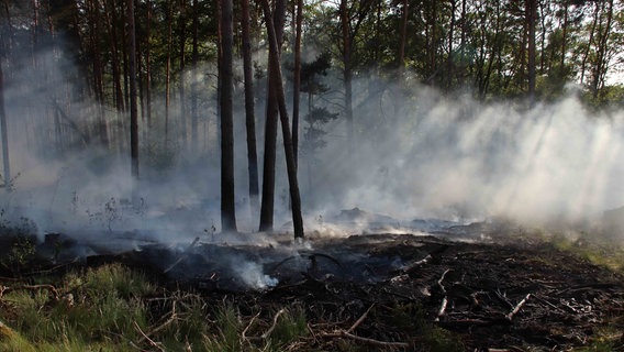 Ein Stück verkohlter Waldboden vor verrauchter Baumkulisse, einzelne Glutnester sind noch zu sehen. © NDR Foto: Ralf Drefin