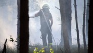 Ein Feuerwehrmann löscht von Rauchschwaden umgebene Glutnester eines Waldbrandes mit dem Wasserschlauch. © NDR Foto: Ralf Drefin