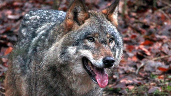 Eine Nahaufnahme eines Wolfes im Wald. © picture alliance/Jens Büttner/dpa Foto: Jens Büttner