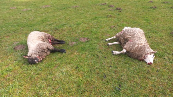 Zwei tote Schafe auf einer Weide © privat 