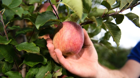 Ein Apfel wird vom Baum gepflückt. © dpa-Bildfunk/Felix Kästle/dpa Foto: Felix Kästle/dpa