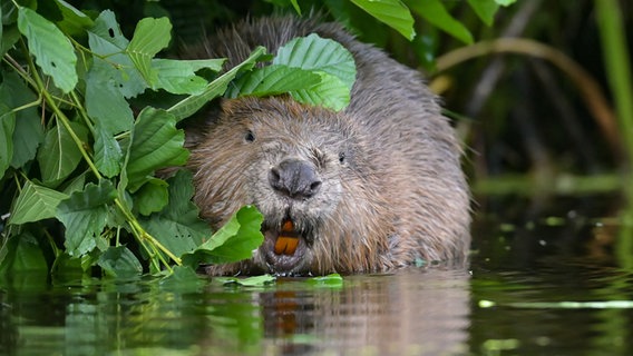 Ein Biber im Wasser. © picture alliance/dpa/dpa-Zentralbild | Patrick Pleul Foto: Patrick Pleul