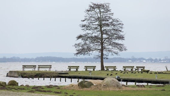 Ein Baum und Sitzbänke stehen am Ufer des Dümmers. © picture alliance / Friso Gentsch/dpa | Friso Gentsch Foto: Friso Gentsch