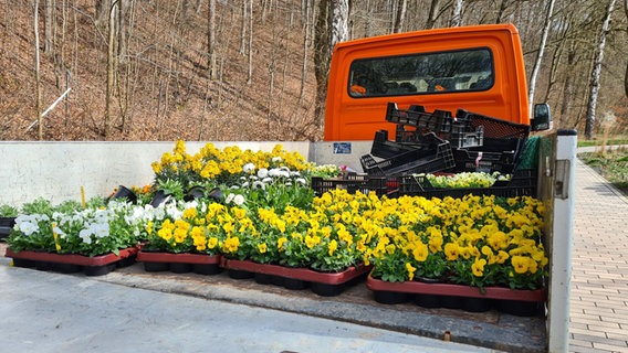Blumen auf der ladefläche eines Autos. © NDR Foto: Theresa Möckel