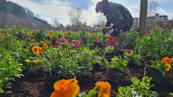 Orange Frühblüher werden gepflanzt. © NDR Foto: Theresa Möckel