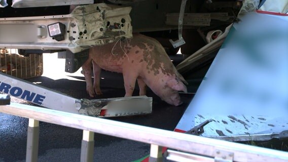 Ein Schwein hinter einem Lkw. © HannoverReporter 