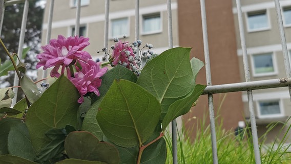 Vor einem Wohnhaus in Göttingen wurden Blumen nach einem Tötungsdelikt abgelegt. © NDR Foto: Wieland Gabcke