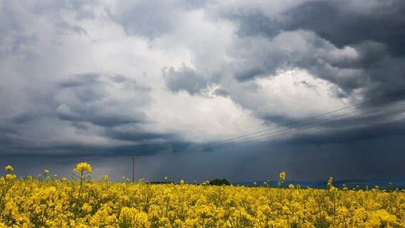 Ein Rapsfeld blüht vor einer Gewitterwolke. © NDR Foto: Carmen Melching