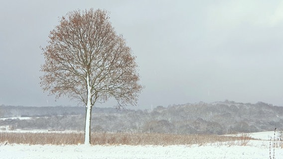 An einem Baum hat sich vom Wind Schnee verfangen. © NDR Foto: Maria Denecke