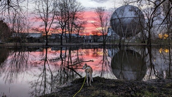Sonnenaufgang an der Oker in Braunschweig. Im Vordergrund: ein Hund. © NDR Foto: Alina Fromm
