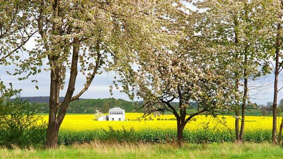 Wetterstation Geismar in der südlichen Göttinger Feldmark, umrahmt von blühenden Obstbäumen und Raps. © NDR Foto: Maria Denecke