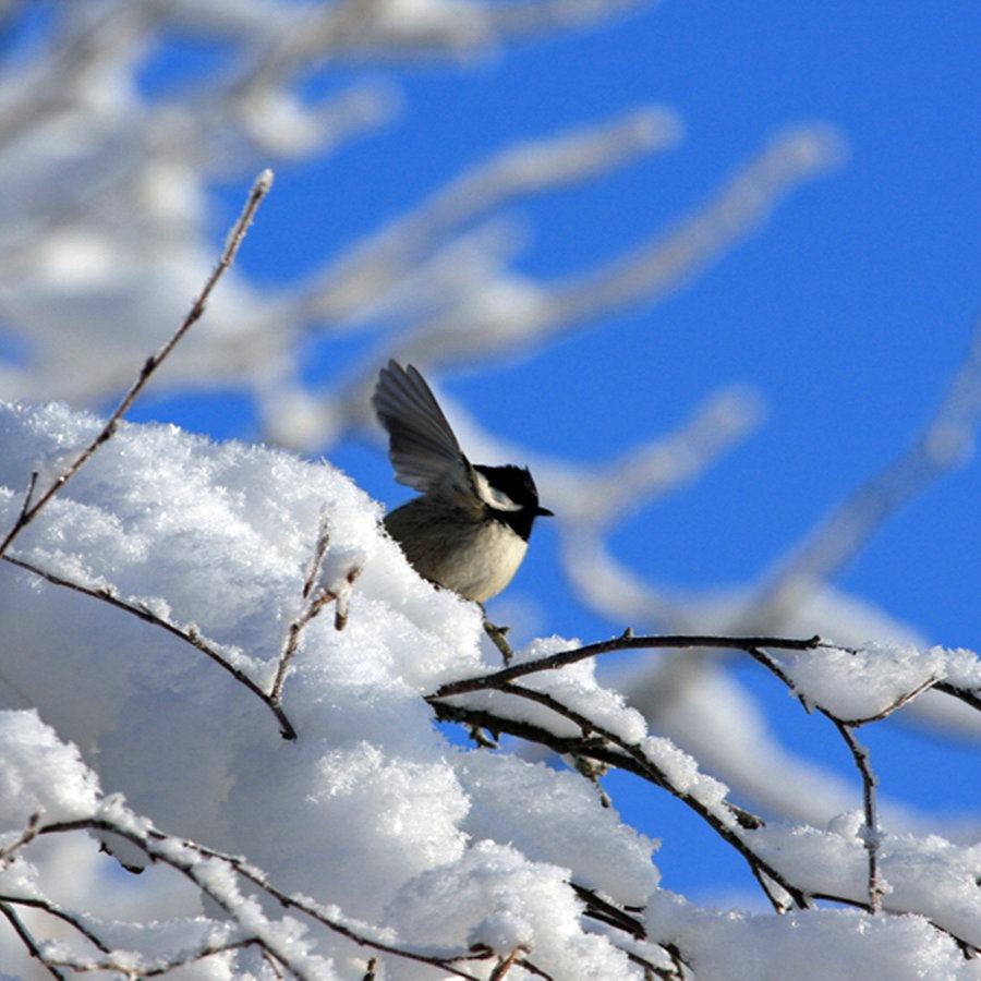 Eine Meise schlägt mit den Flügeln im verschneiten Geäst. © dpa-Bildfunk Foto: Christoph Richter
