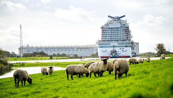 Schafe am Deich, dahinter das Kreuzfahrtschiff "Carnival Jubilee" der Meyer Werft auf der Ems. © dpa-Bildfunk Foto: Sina Schuldt